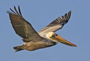 Brown Pelican picture