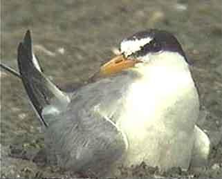 Lest Tern