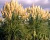 pampas grass