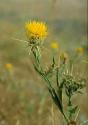 yellow starthistle