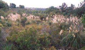 Algae bloom at a lagoon.